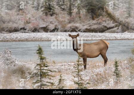 Singolo alce femminile in posa in vegetazione fresca coperta di neve. Foto Stock