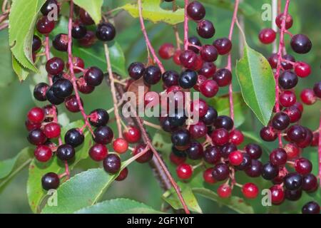 Prunus serotina, bacche di amarena selvatiche su twig closeup fuoco selettivo Foto Stock