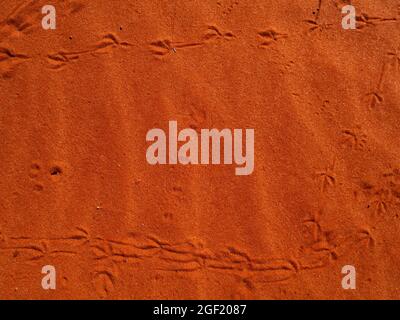 Piccole tracce di animali su sabbia rossa in Outback Australia centrale sabbia dune sfondo Foto Stock