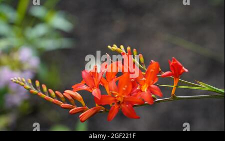 Primo piano da un fiore rosso arancio. Montbretia. La Crocosmia. Sfondo sfocato. Foto Stock