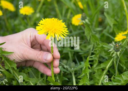 Donna mano che tiene stelo di giallo dente di leone fiore su prato verde Foto Stock