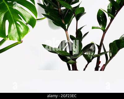 Monstera lascia e Zamioculcas come sfondo dietro una mensola bianca, un podio per il design. Foto Stock