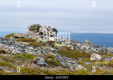 Paesaggio roccioso coperto di muschi, lichen e arbusti nel Parco Nazionale UKK a Kiilopää, Finlandia settentrionale Foto Stock