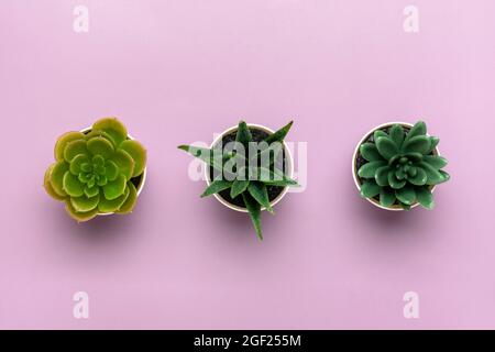 Tre mini succulenti in vaso su sfondo viola Vista dall'alto Flat Lay Foto Stock