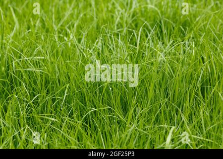 Sfondo vegetale di erba verde fresca con profondità di campo poco profonda Foto Stock