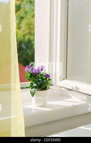 Eustoma di fiori in vaso su davanzale e finestra aperta Foto Stock