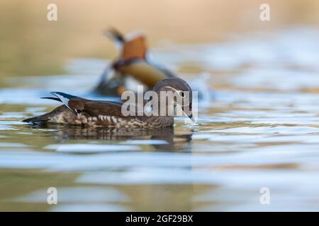 Coppia di mandarino; Aix galericulata; Devon, Regno Unito Foto Stock