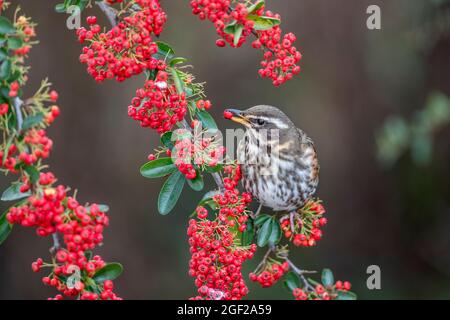 Redwing; Turdus iliacus; su Pyracantha mangiare un Berry; UK Foto Stock