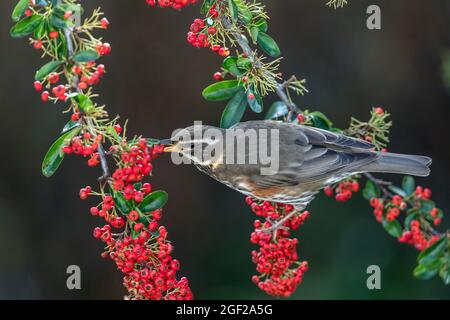 Redwing; Turdus iliacus; su Pyracantha Eating Berry; UK Foto Stock