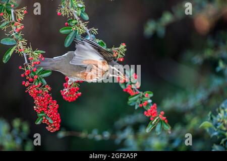 Redwing; Turdus iliacus; su Pyracantha Eating Berry; UK Foto Stock