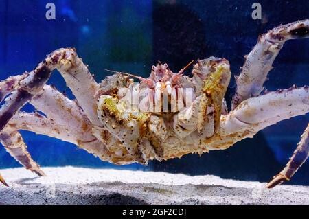 Granchio di Kamchatka nell'acquario del reparto di pesce del mercato. Prelibatezze dal mare. Granchio rosso dell'Alaska. Paralithodes Camtschaticus Foto Stock