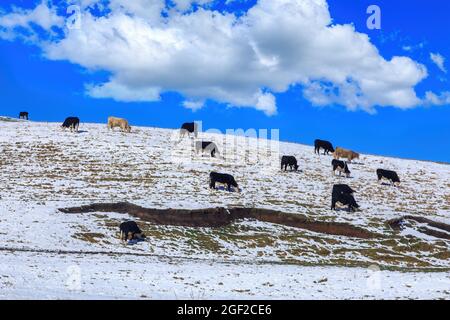 Una mandria di bestiame che pascola su una collina innevata. Fotografato nel North Island Volcanic Plateau, Nuova Zelanda Foto Stock