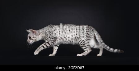 Eccellente gatto mau egiziano, vie laterali striscianti. Guardando in avanti dalla telecamera che mostra il motivo e la striscia dorsale. Isolato su un backgro nero Foto Stock