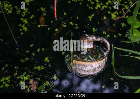Le bottiglie di vetro sono riempite con ingredienti magici, elisir. Lago misterioso. Foto Stock