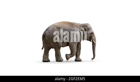 Elefante asiatico isolato su sfondo bianco. Foto Stock