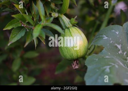 Coltivazione di zucca cruda verde nel giardino. Piccola pepo commestibile non matura Cucurbita all'esterno. Foto Stock