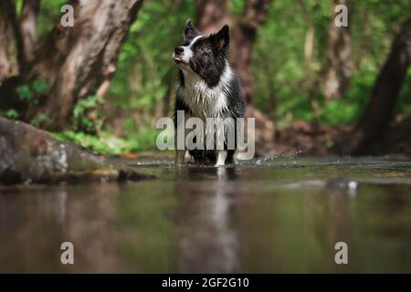 Il bordo Collie con il viso divertente si erge in acqua durante l'estate. Cute Black and White Dog all'aperto. Foto Stock