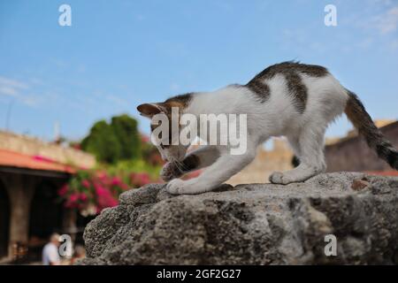 Il giovane gatto vagante si pone sulla pietra nella città vecchia di Rodi. Carino feral Kitten in estate Rodi. Foto Stock