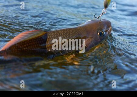 Grayling catturato e agganciato dal fiume Artico dal pescatore in Lapponia in Svezia a Kiruna nell'agosto 2021. Foto Stock