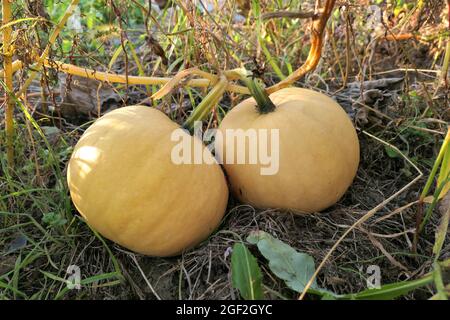 Zucche sul cerotto di zucca. Giardino d'autunno. Foto Stock