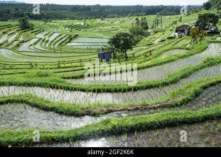 Campi di riso di Jatiluwih nel centro di Bali, Indonesia. Foto Stock
