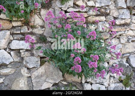 Valeriana rossa, Centrenthus ruber, coltivando a secco Stone Wall Provenza. ASA Spur Valerium, Kiss-me-quick, Fox's Brush, Devil's Beard o Jupiter's Beard Foto Stock