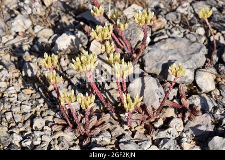 European Stonecrop Sedum ochroleucum che cresce nel Rocky Maquis o Garrigue della Provenza Francia Foto Stock