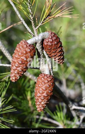 Coni di pino Aleppo, coni di conifere o coni di semi, Pinus halepensis Foto Stock