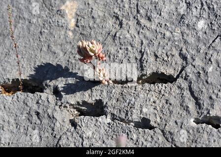 Pallido Stonecrop, Sedum sedimente aka Petrosedum sedimente, succulente coltivazione in calcarea Crack o Rocky Crevice Luberon Riserva Naturale Provenza Francia Foto Stock