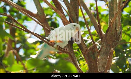 Primo piano di un budgerigar bianco su un albero Foto Stock