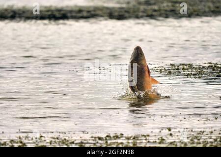 Pesce carpa che saltano fuori dall'acqua Foto Stock