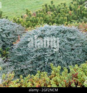 Ginepro con tappeto blu, ginepro strisciante (Juniperus horiztalis 'Blue chip', Juniperus horiztalis Blue chip), cultivar Blue chip Foto Stock