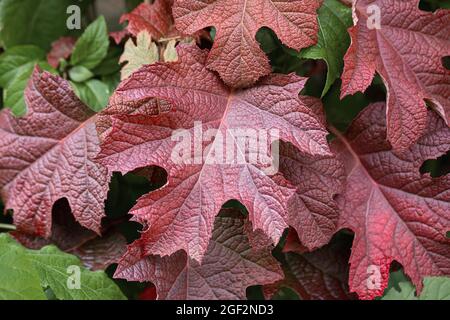 Hydrangea lievitata di quercia (Hydrangea quercifolia 'Ruby Slippers', Hydrangea quercifolia Ruby Slippers), foglie di cultivar Ruby Slippers in autum, Germania Foto Stock