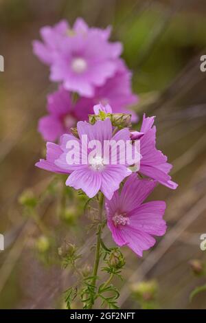 Muschio mallow, muschio cheeseweed (Malva moschata), infiorescenza, Germania, Baviera Foto Stock