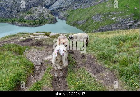 Schaf, Schafe, Großglockner, Nationalpark, Hohe Tauern, Kaiser-Franz-Josefs-Höhe, Margaritzenstausee, Weg, Wanderweg, graben, Fressen, Wolle, dicht, O. Foto Stock