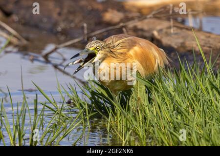 L'airone di Squacco (Ardeola ralloides), cattura un pesce, Germania, Baviera Foto Stock