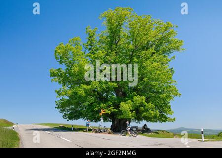 Tiglio a foglie grandi, tiglio (Tilia platyphyllos), tiglio di Linn, grande tiglio antico che si erge all'incrocio sotto un cielo blu, Foto Stock