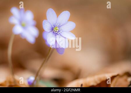 Hepatica liverleaf, American liverwort (Hepatica nobilis, Anemone hepatica), fioritura, in Germania, in Baviera Foto Stock