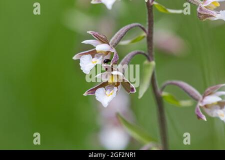 Marsh helleborine (Epipactis palustris), fiori, Germania, Baviera, Laufen Foto Stock