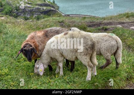 Schaf, Schafe, Großglockner, Nationalpark, Hohe Tauern, Kaiser-Franz-Josefs-Höhe, Margaritzenstausee, Weg, Wanderweg, graben, Fressen, Wolle, dicht, O. Foto Stock