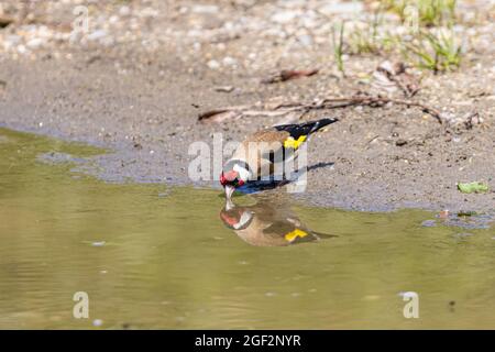 Carduelis carduelis (carduelis), bevande da un puddle, Germania, Baviera Foto Stock