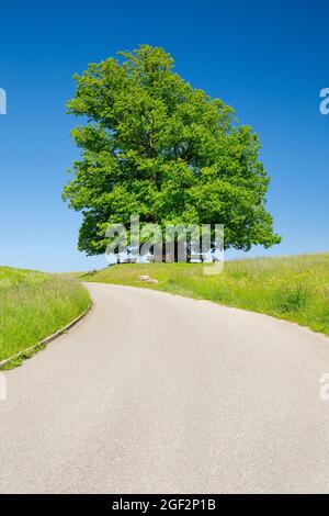 Tiglio a foglia larga, tiglio (Tilia platyphyllos), tiglio di Linn, grande tiglio antico che si erge sotto un cielo blu su un percorso di campo, Foto Stock