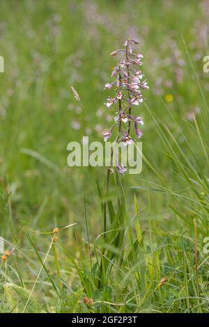 Marsh helleborine (Epipactis palustris), fiorente in un prato, Germania, Baviera Foto Stock
