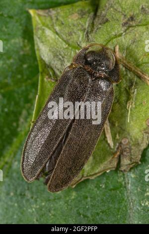 Piccolo coleottero (Lamprohiza splendidula, Phausis splendidula), maschio siede su una foglia, Germania, Baviera Foto Stock
