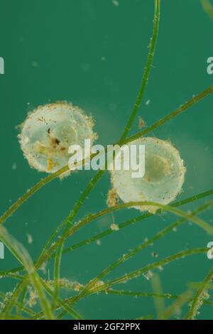 Ruffe striato, schraetzer, ruffe Danubio (Gymnocephalus schraetzer, Gymnocephalus schraetser), uova fecondate, Germania Foto Stock