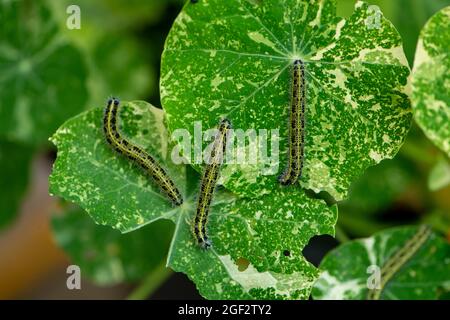 Caterpillar bianco grande o bianco cavolo (Pieris brassicae) Foto Stock