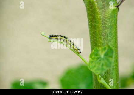 Caterpillar bianco grande o bianco cavolo (Pieris brassicae) Foto Stock