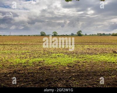 Colza su campo stoppie dopo la raccolta Foto Stock