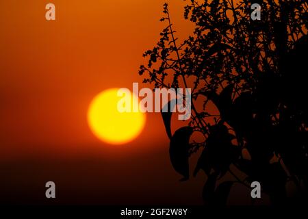 Arancio tramonto accompagnato dalla silhouette di piante nella città di Madrid e alcune nuvole nel cielo, in Spagna. Europa. Foto Stock