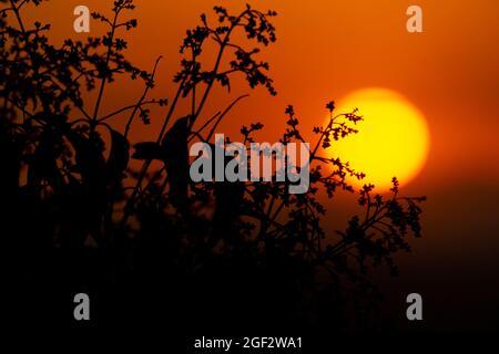 Arancio tramonto accompagnato dalla silhouette di piante nella città di Madrid e alcune nuvole nel cielo, in Spagna. Europa. Foto Stock